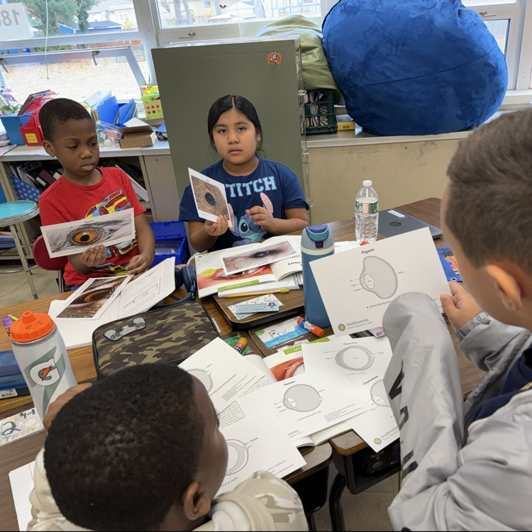 Students looking at cards with eye structures 