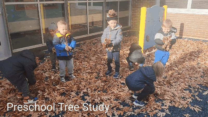 What better way to learn the Tree Study then to be dive in, right into leaves! 
