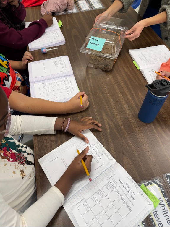 students observing fiddler crabs