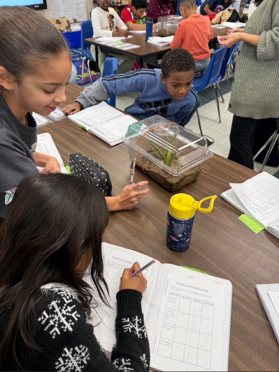 students observing fiddler crabs