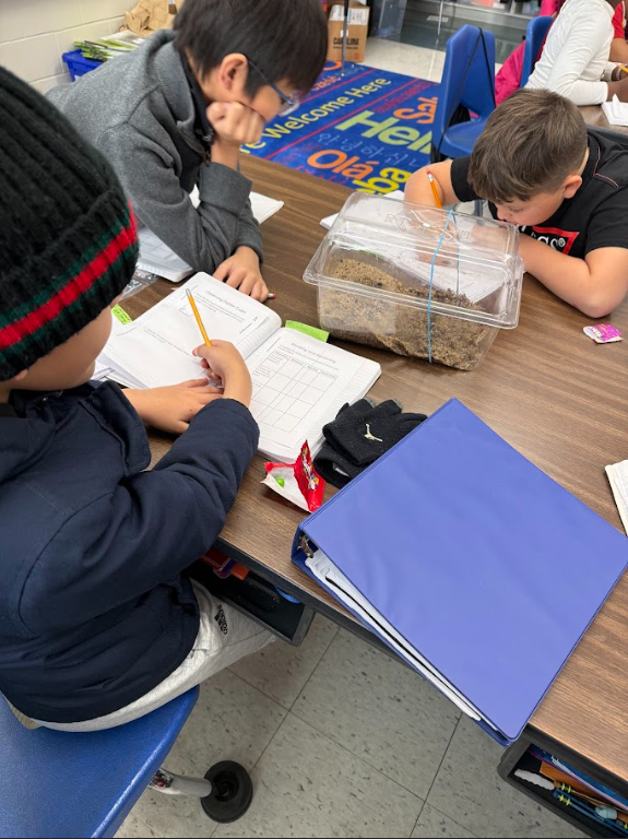 students observing fiddler crabs