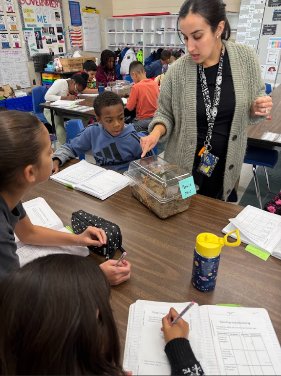 students observing fiddler crabs
