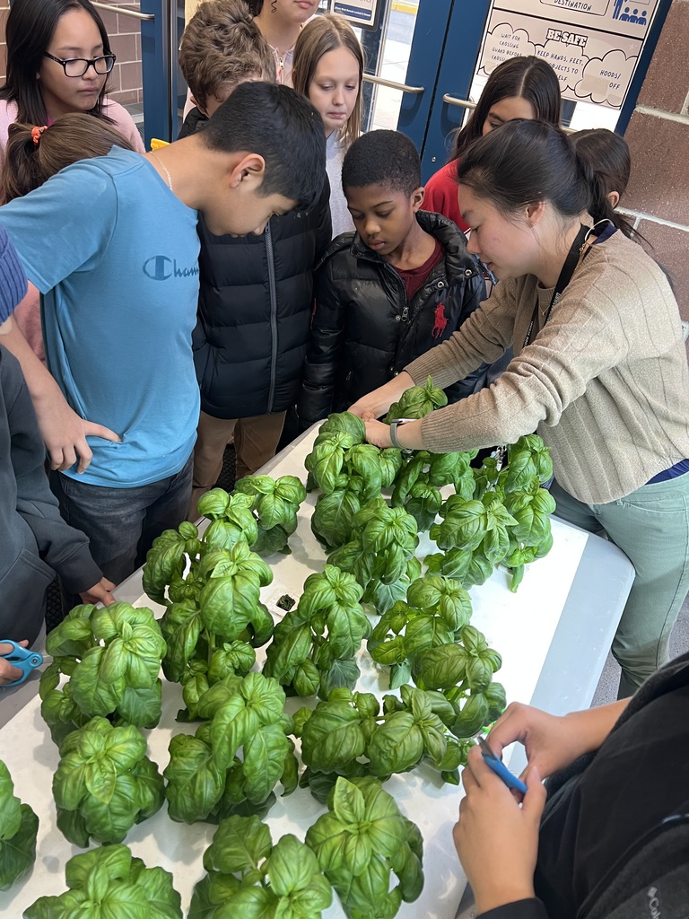 Harvesting Basil