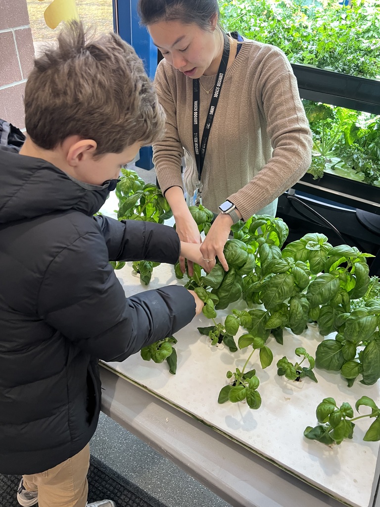 Harvesting Basil