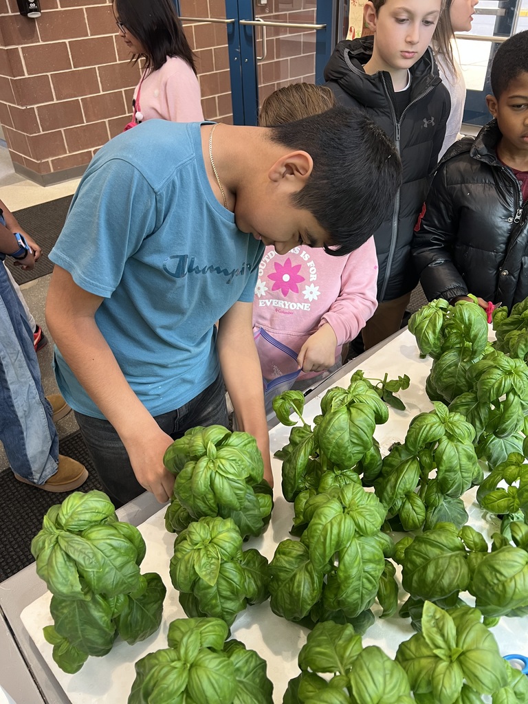 Harvesting Basil