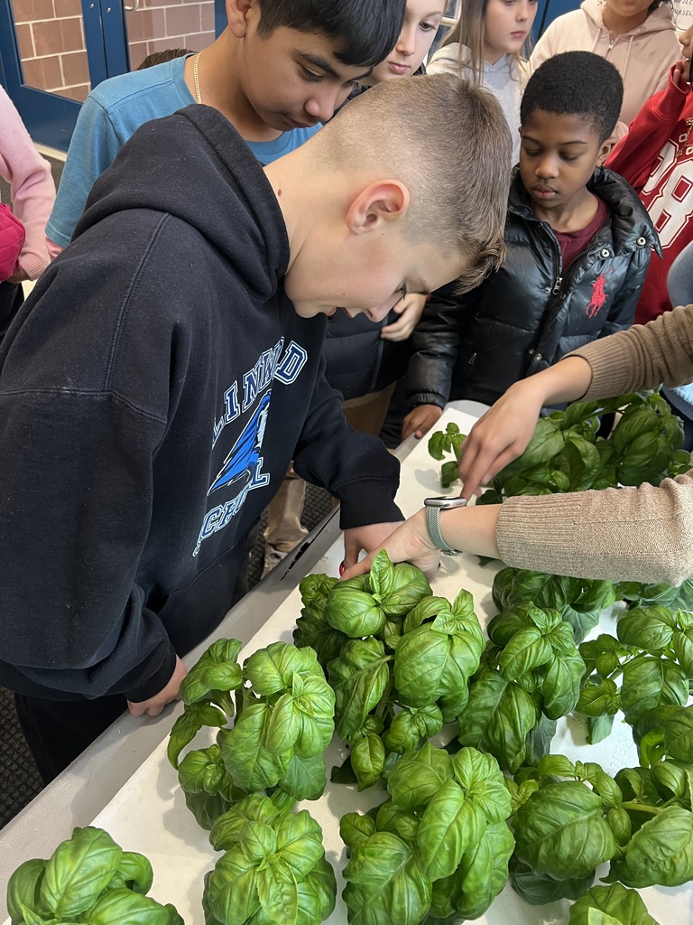 Harvesting Basil