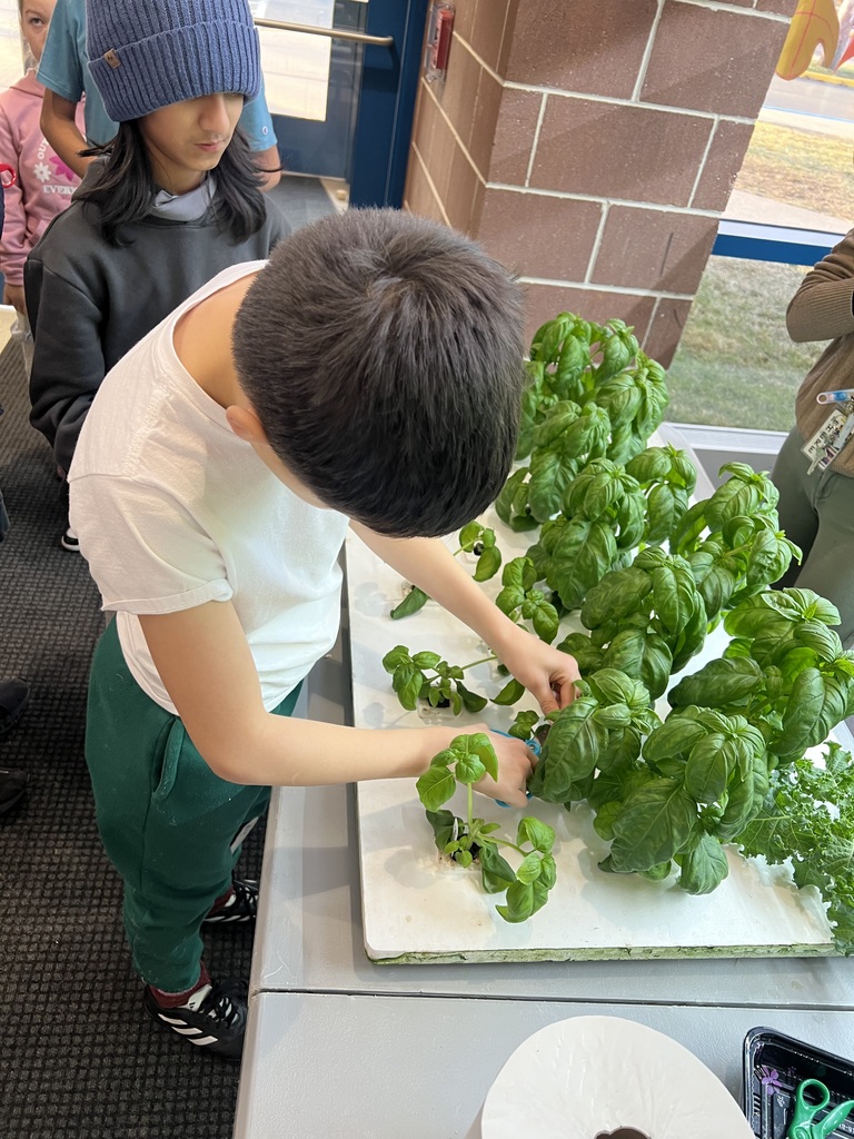 Harvesting Basil