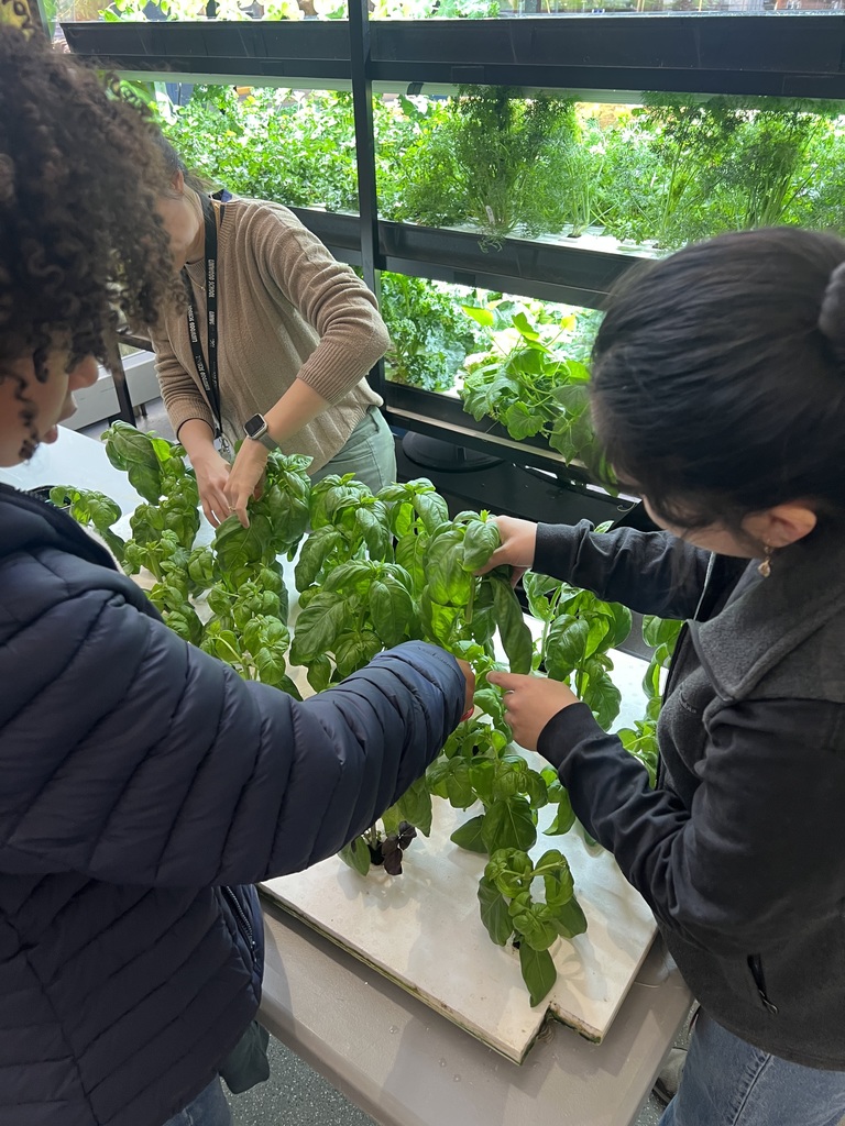 Harvesting produce from Hydroponics System