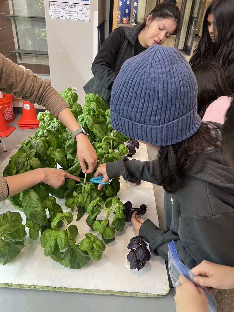 Harvesting Basil