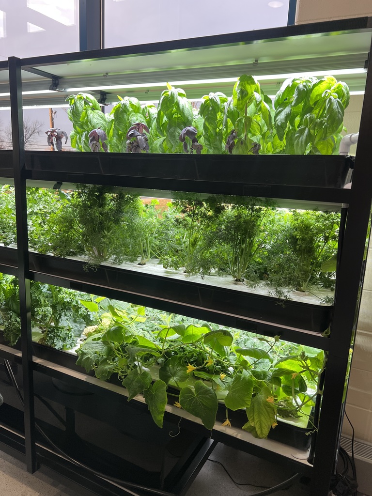 Hydroponics System