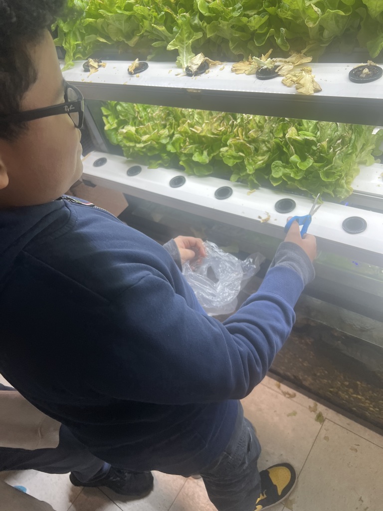 Harvesting lettuce 