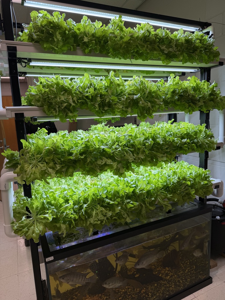 Aquaponics System 