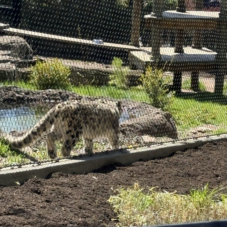 big cat at a zoo
