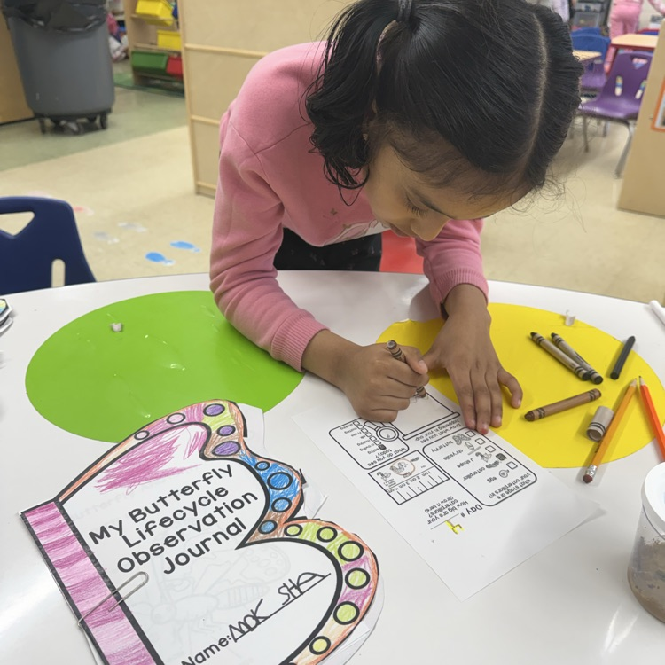 Student working on a life cycle worksheet