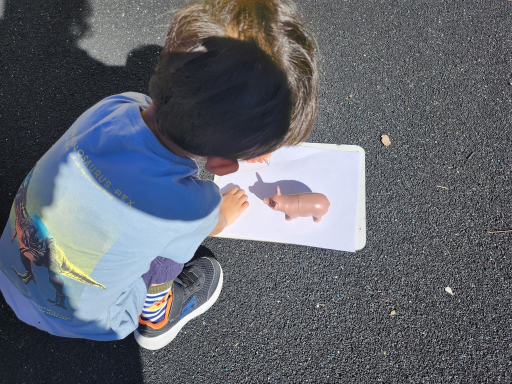 Students tracing shadows of animals on paper