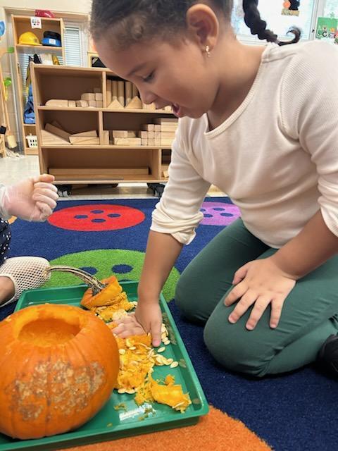 Students touching seeds from a pumpkin