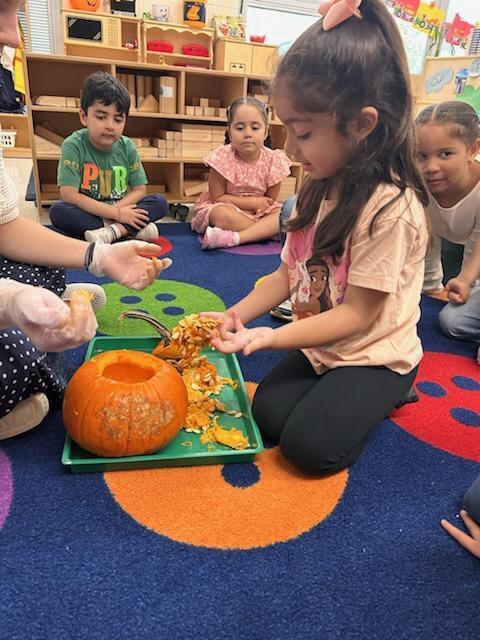 Students touching seeds from a pumpkin