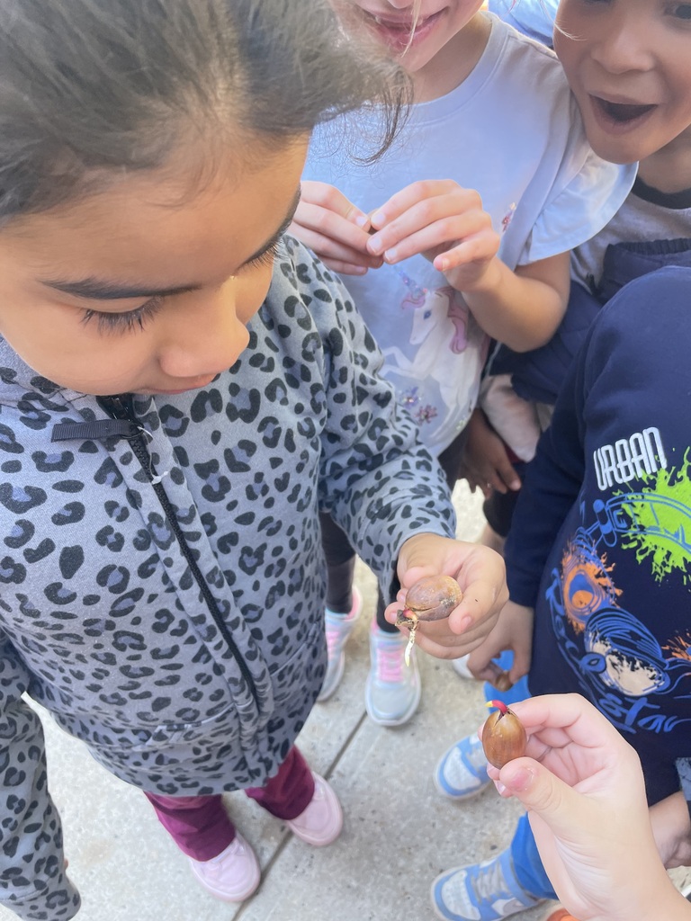 students collecting leaves and acorns