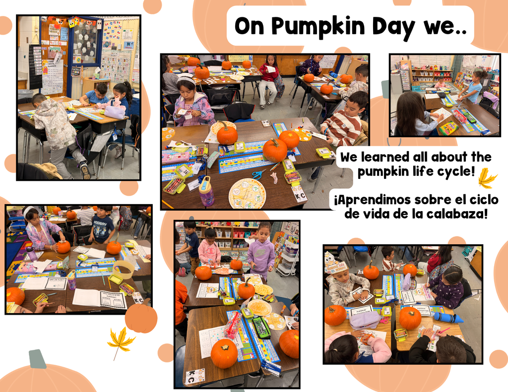 Students exploring the pumpkin life cycle in groups