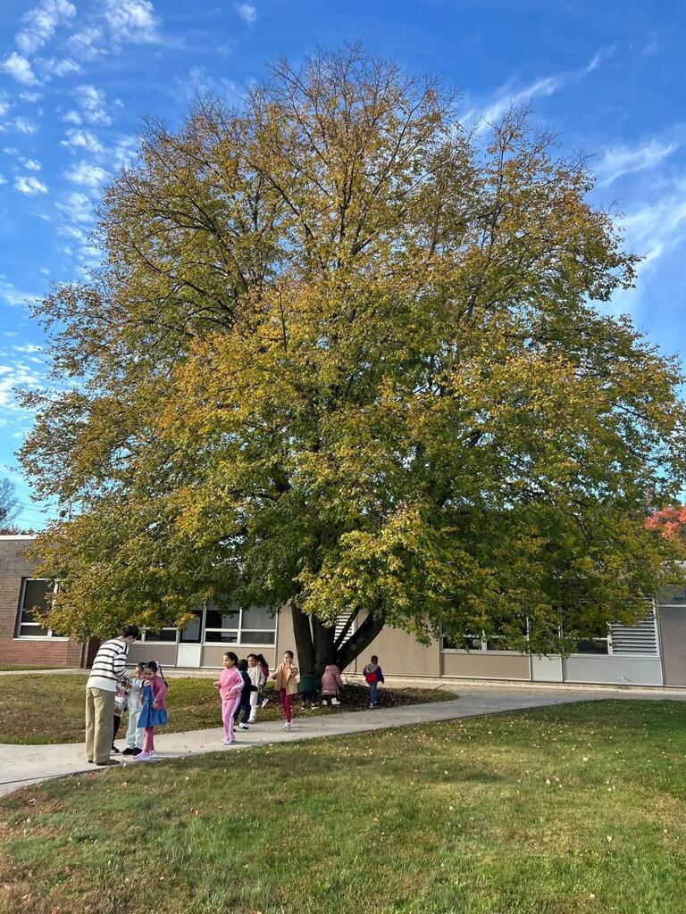 tree