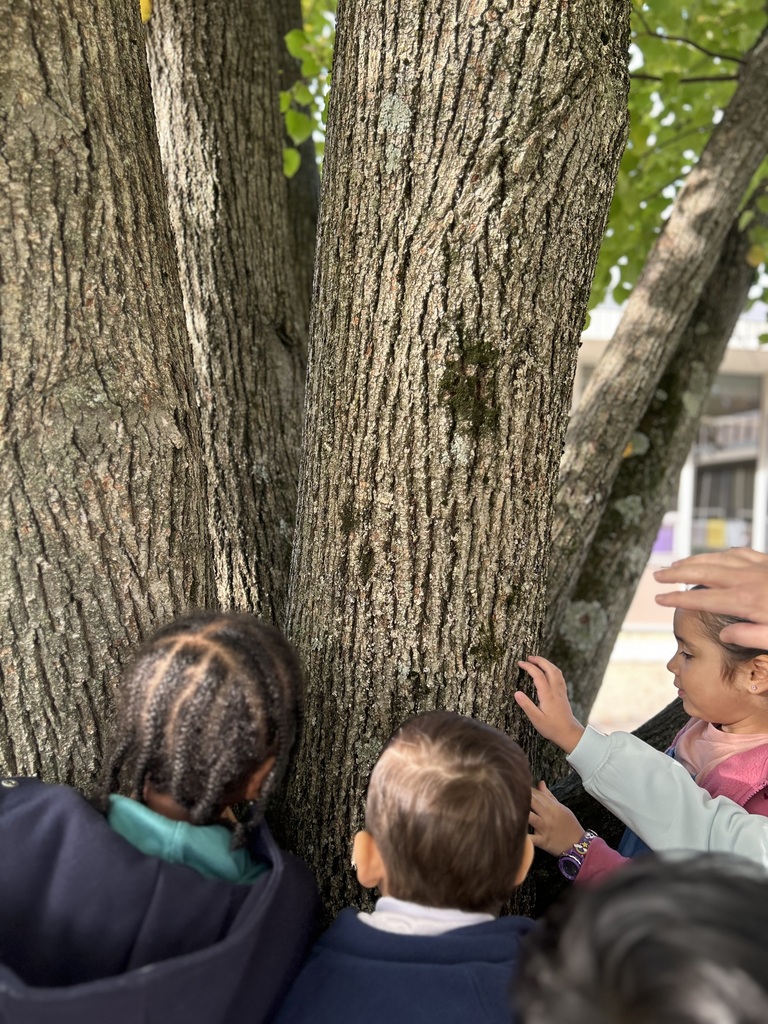 students touching a tree