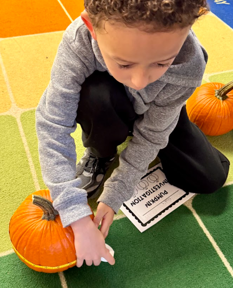 Pumpkin exploration - student measuring our pumpkins