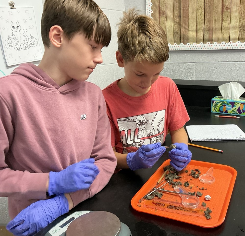 two boys disecting owl pellets