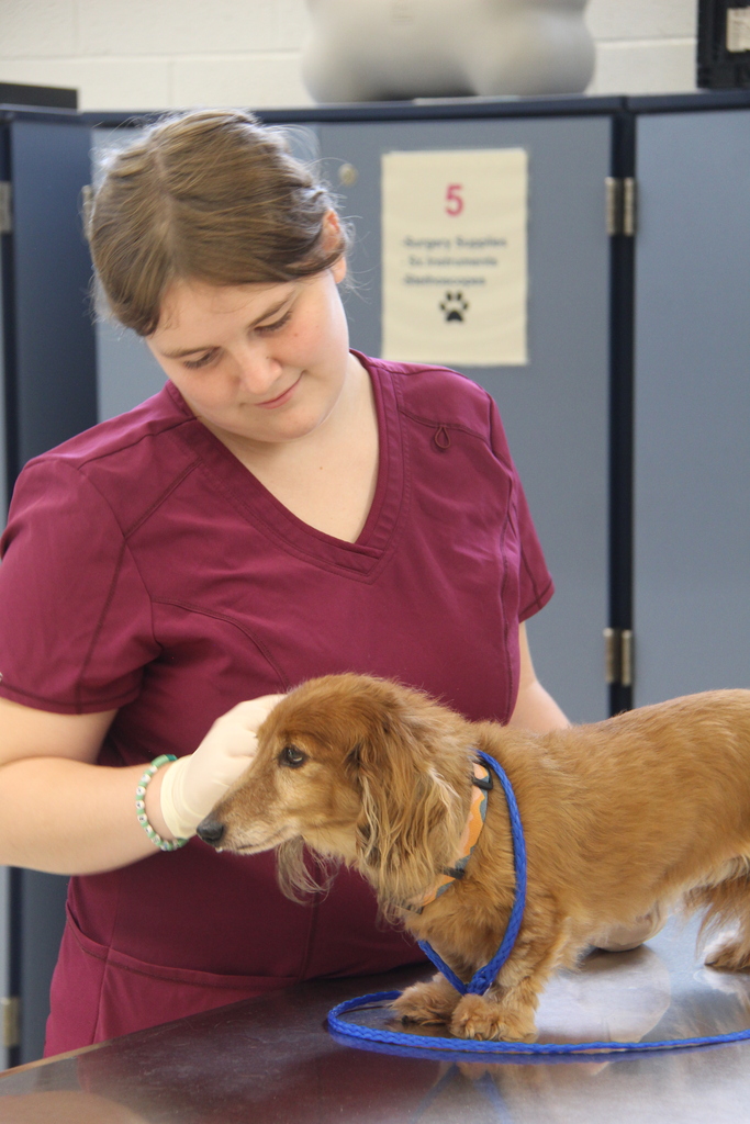 1 student petting one of the "Pet Professors" as she waits for another student to perform and ear cytology. 