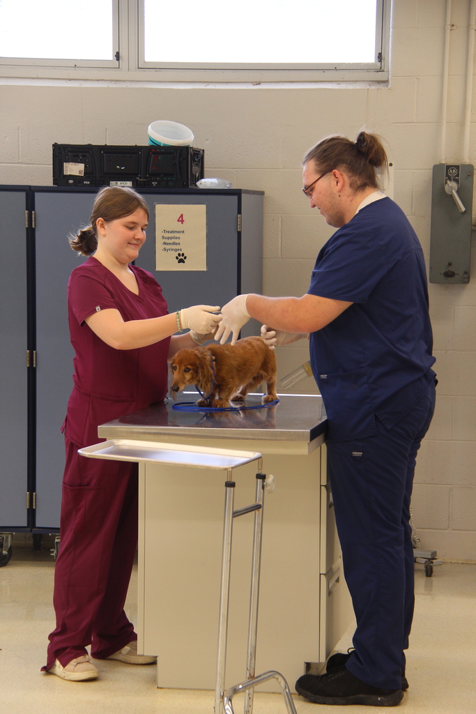 2 students getting ready to perform an ear cytolory on a "Pet Professor". 