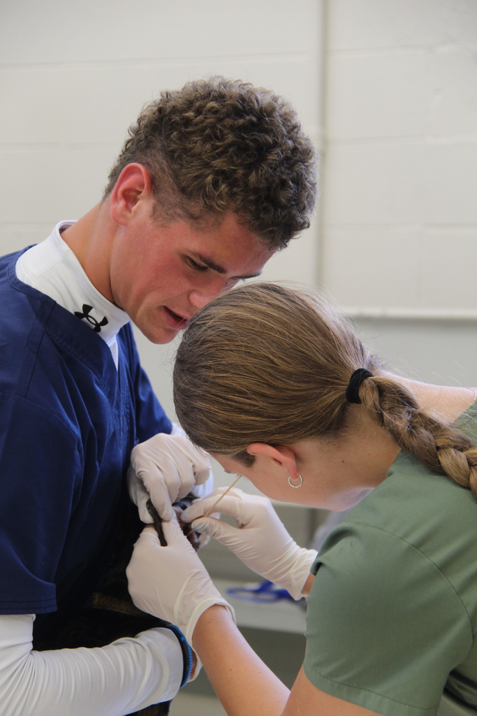 2 students performing a ear cytology on one of the "Pet Professors".
