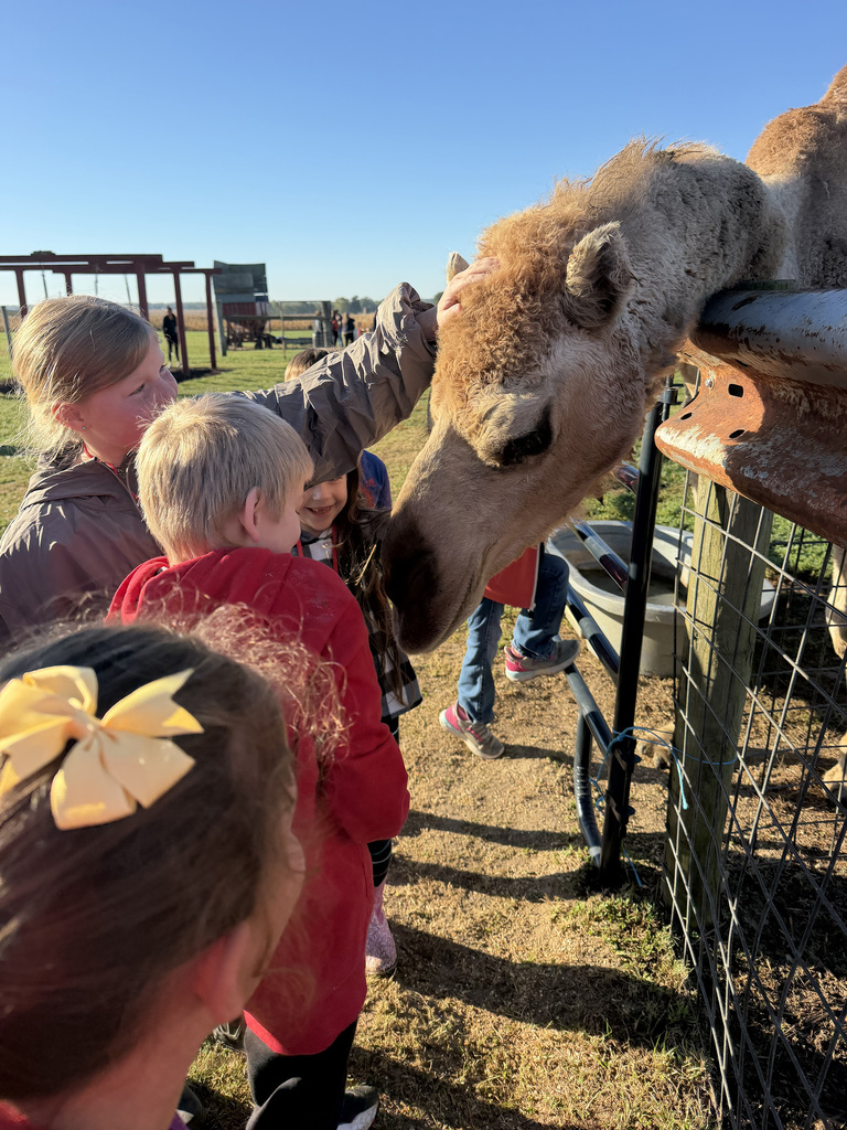 Students stand around the camel as it leans down for them to pet it. 