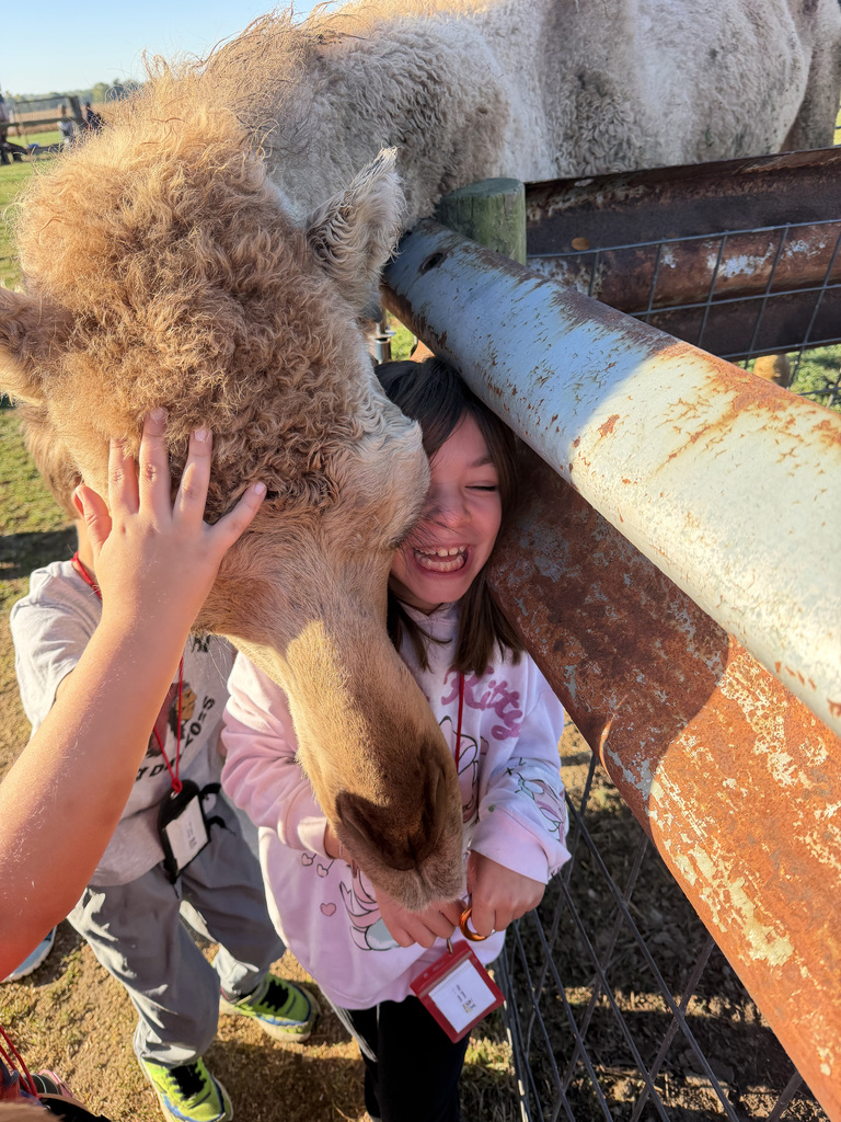 A students laughs as she gets hugged by a camel as it leans down around her. 