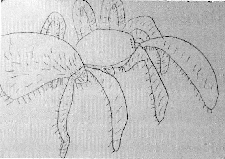 illustration of the paper spider