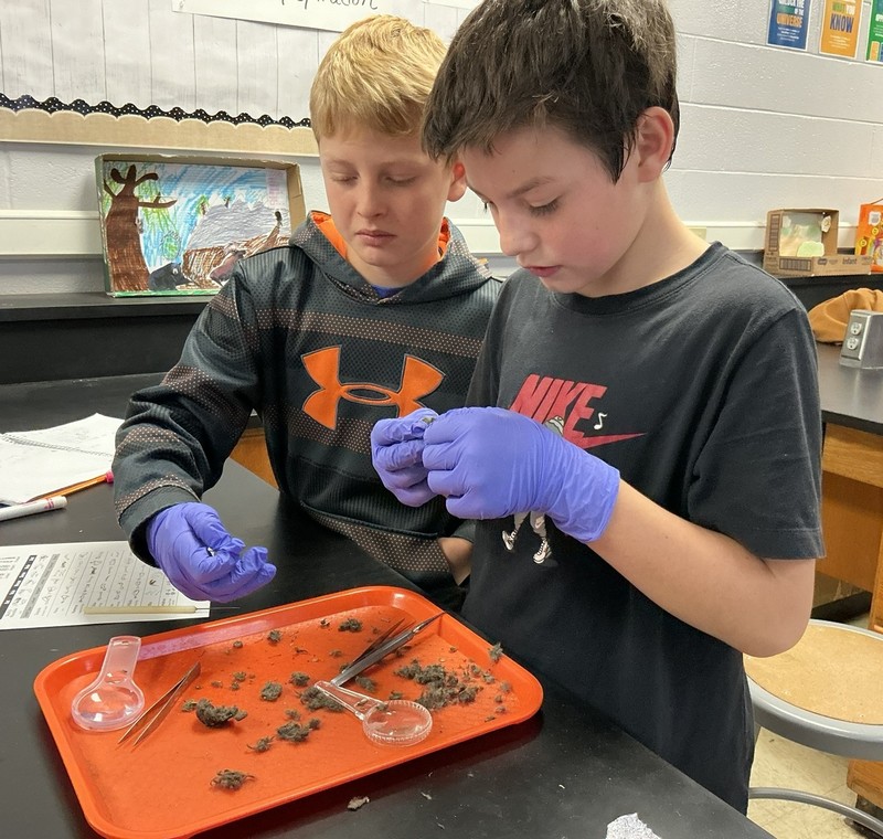 two boys dissecting owl pellets