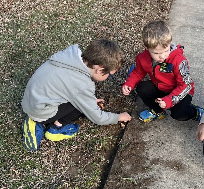 two students planting tulip bulbs