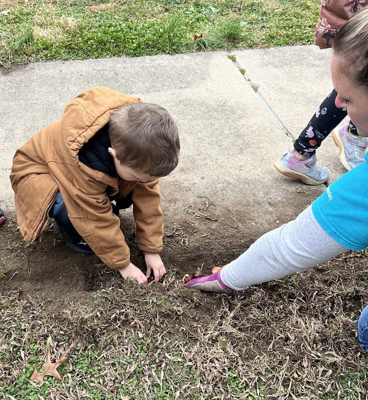 a student planting tulip bulbs