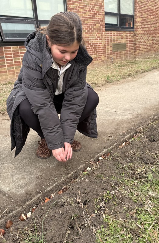 student planting tulip bulbs
