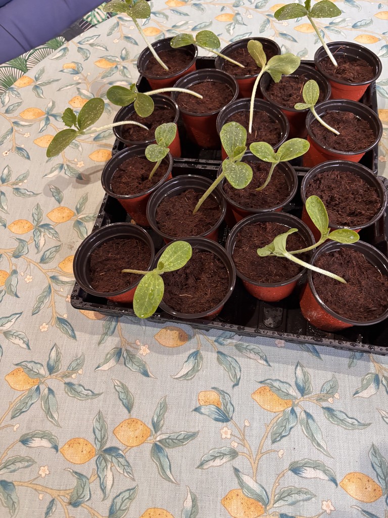 Saplings