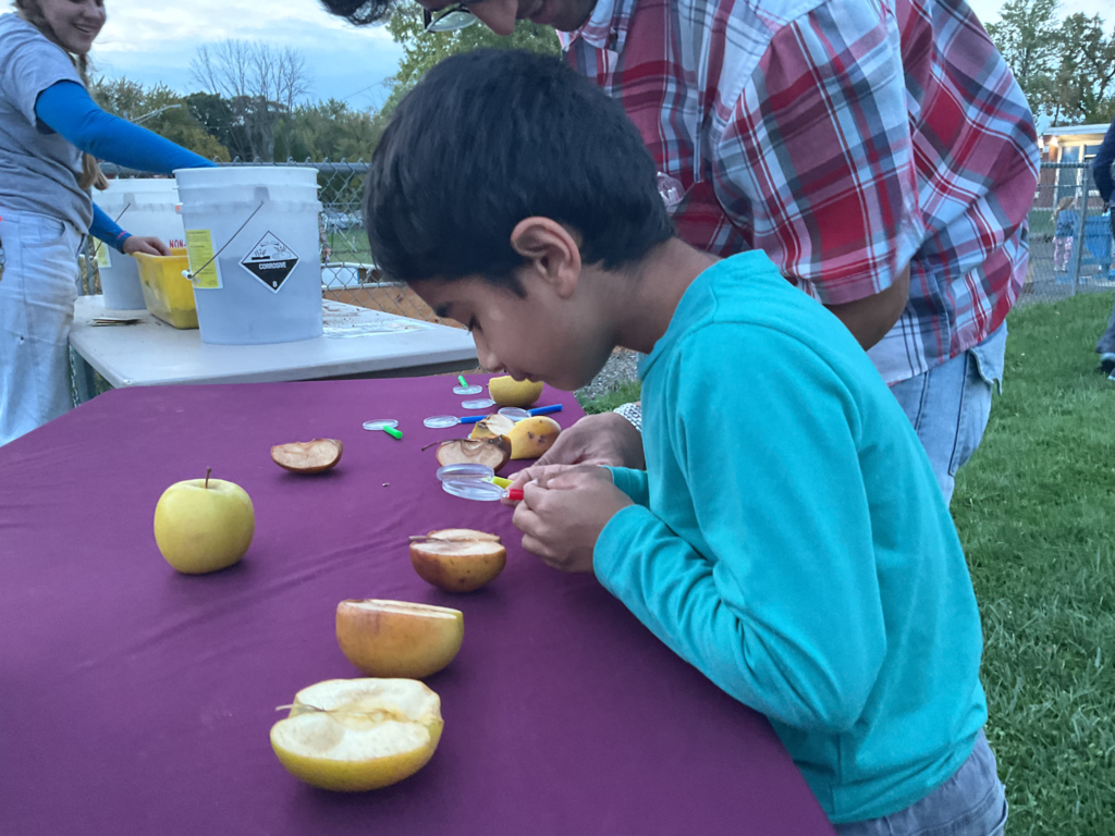 A student paints an apple as part of a fall activity.