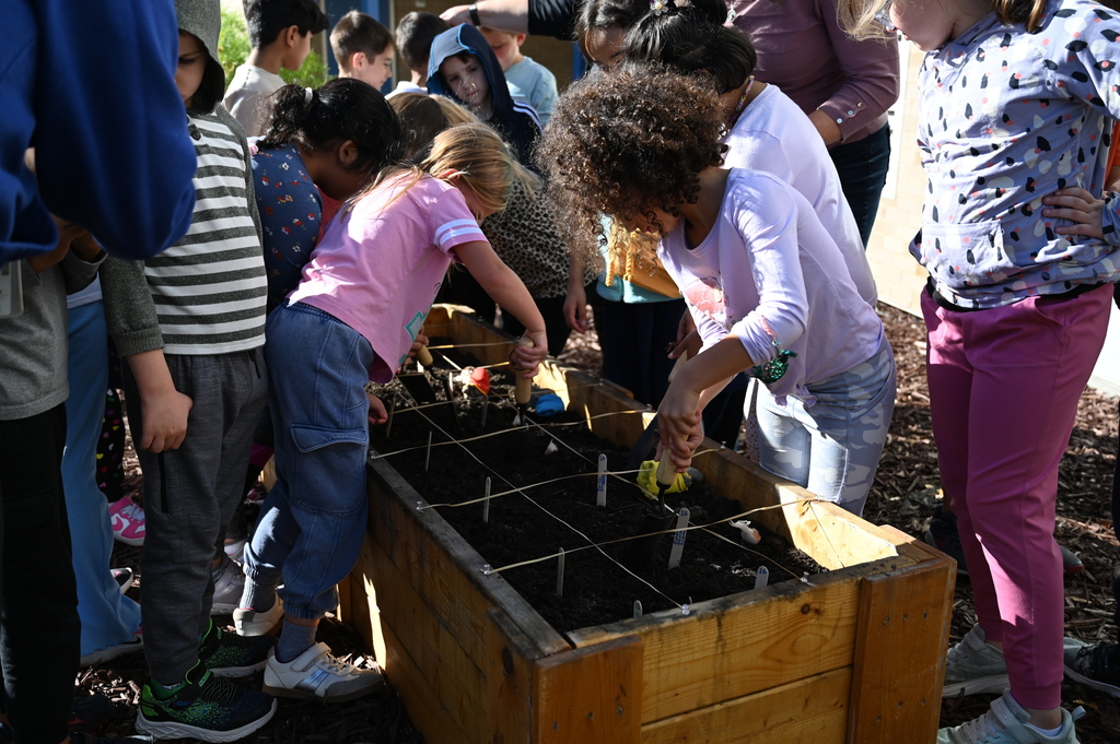 2nd Grade class plants garlic