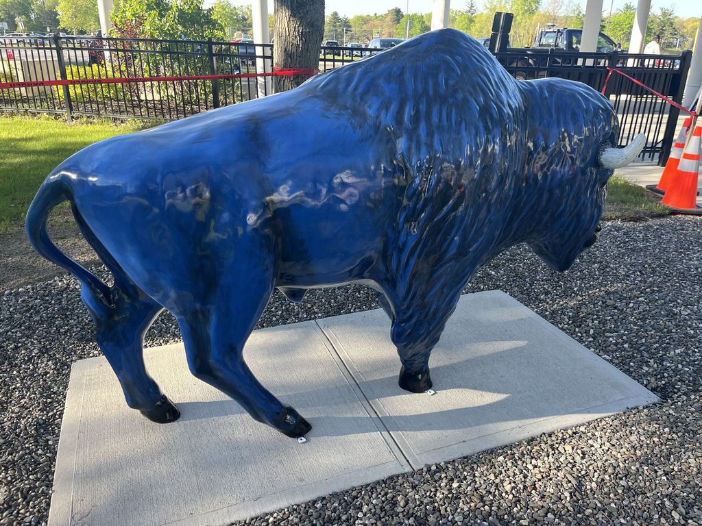 An image of a large blue bison from the side on a concrete slab.