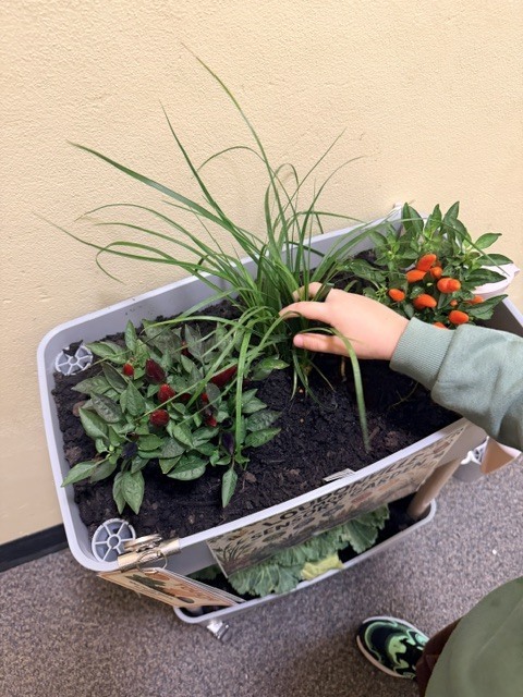 sensory garden at loudonville