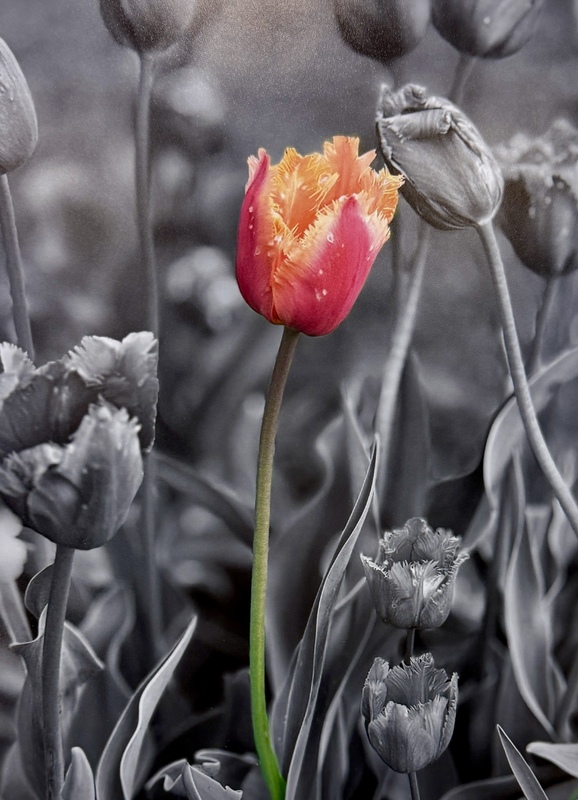 An image of a flower in color on a black and white background.