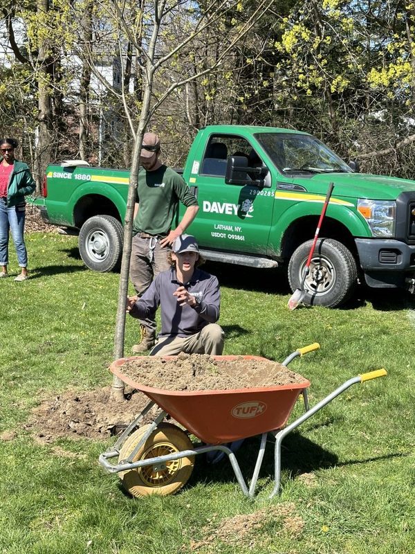 Two employees from Davey Nursery help plant on tree at Loudonville.