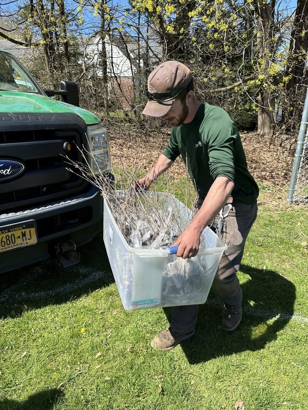 A Davey nursery employee delivers a bin of saplings for Loudonville students.