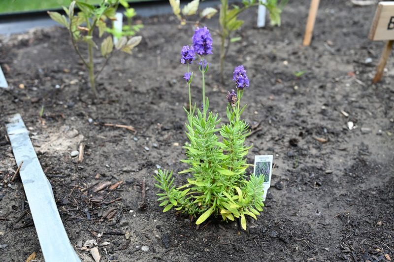 Vegetables and herbs start to grow in the Loudonville Garden.