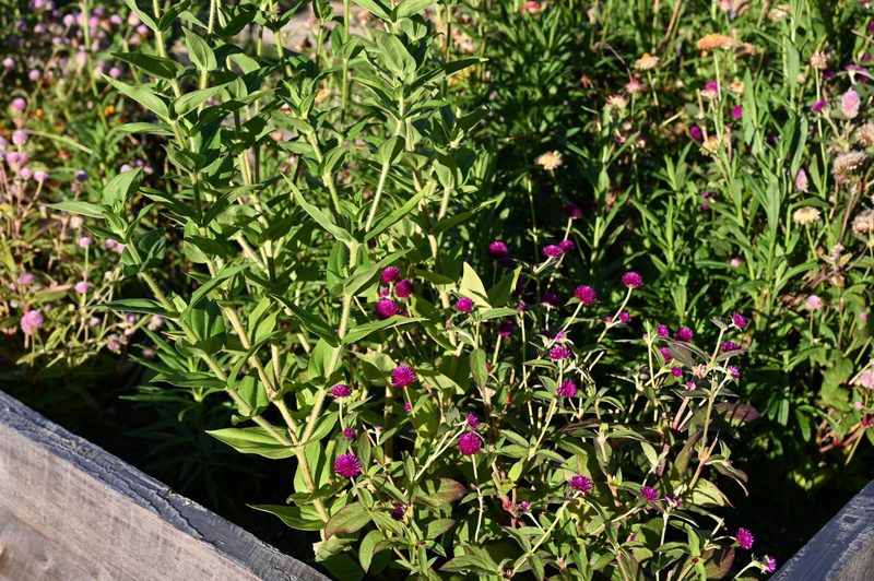 Small flowers bloom in a garden bed at Shaker High School.