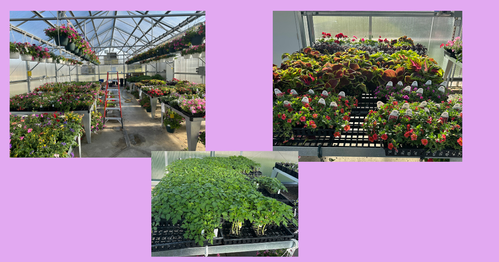 greenhouse