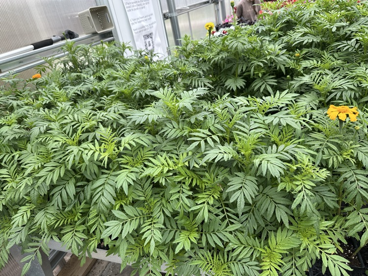 marigolds 