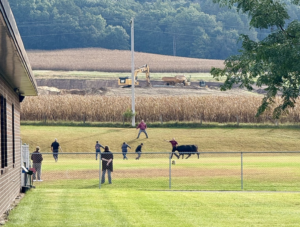 Cows